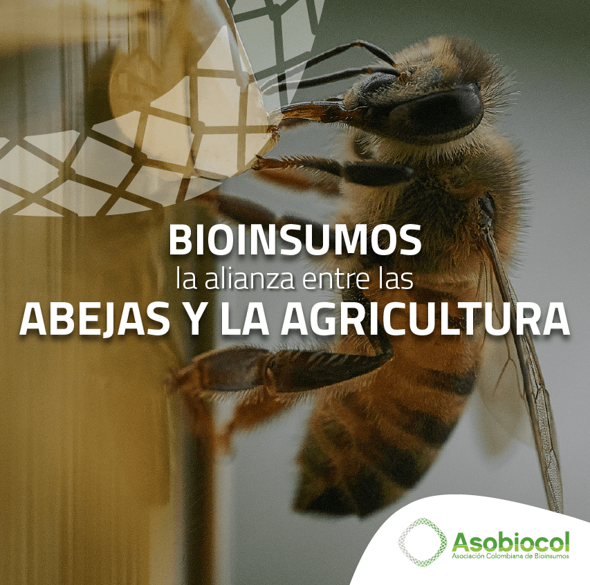blog-asobiocol-alianza-abejas-agricultura-8.png
